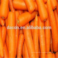 Cenouras secas orgânicas